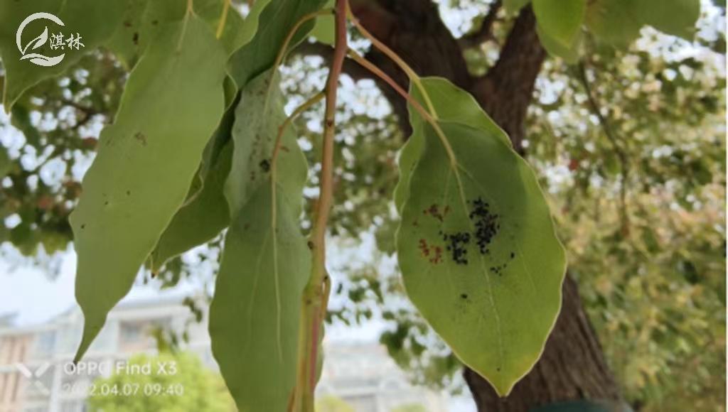 香樟树虫害有哪些,香樟树虫害会把樟树致死吗