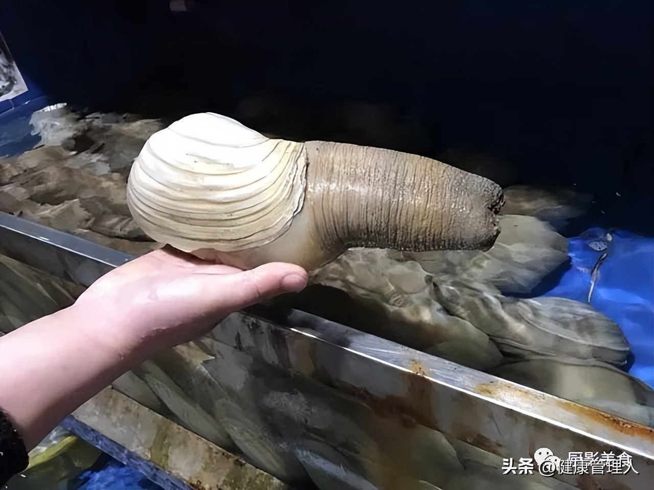 世界顶级海鲜食材,世界顶级的海鲜视频