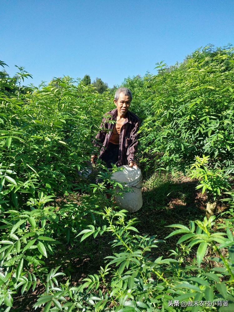发酵微生物菌剂需要什么原料,微生物菌剂是什么怎么自己制作