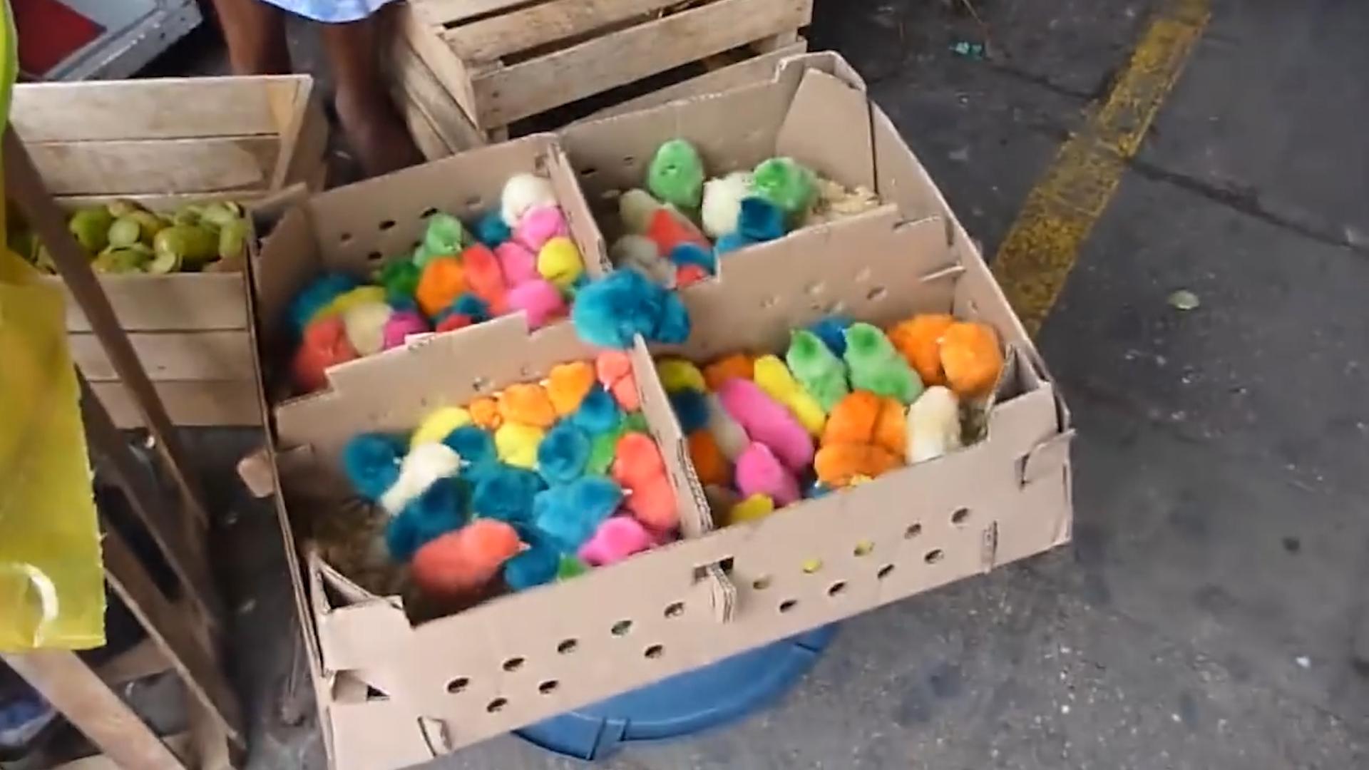 学校门口买的小彩鸡为什么养不活,学校门口的彩色小鸡为什么不能买