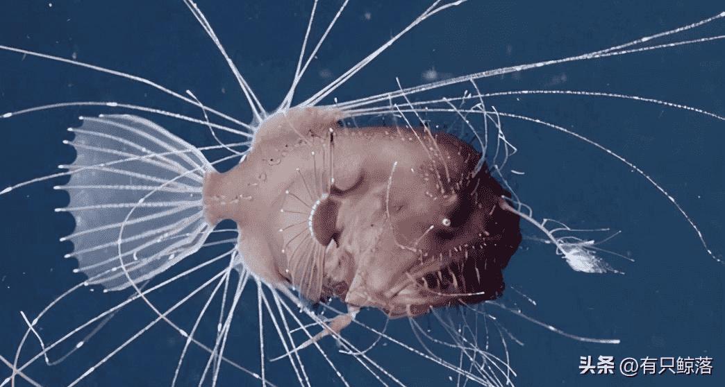 鏃ユ湰渚靛崕鍏借鐓х墖,渚靛崕鏃ュ啗鍏借缁濈増鐓х墖