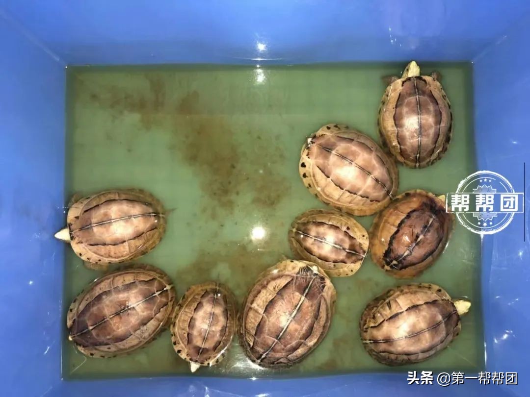 鐢峰瓙缇ら噷涔板崠鍥藉淇濇姢鍔ㄧ墿,鐢峰瓙璐╁崠鍥藉浜岀骇淇濇姢鍔ㄧ墿