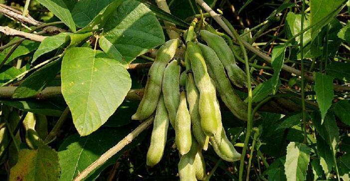 和狗爪豆长得像的有什么,很像狗爪豆的野生植物