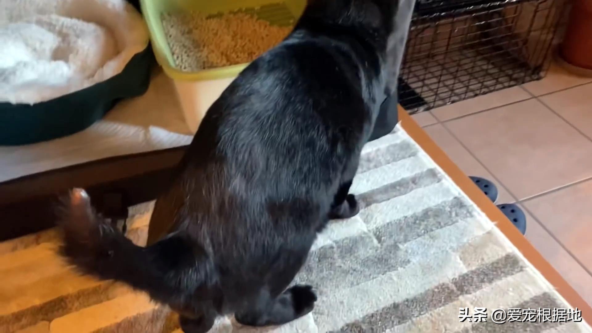 猫为什么跑到你家门口,一只猫跑到你家找不到了怎么办