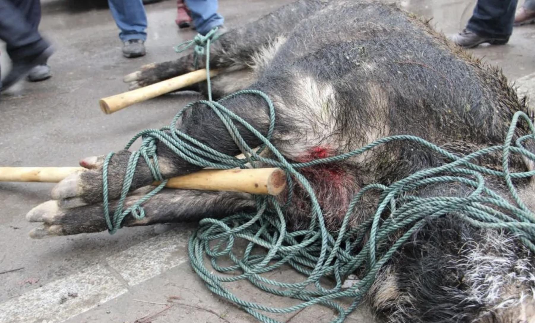 野猪现身深圳街头，一男子被咬伤，被野猪咬了该怎么办？