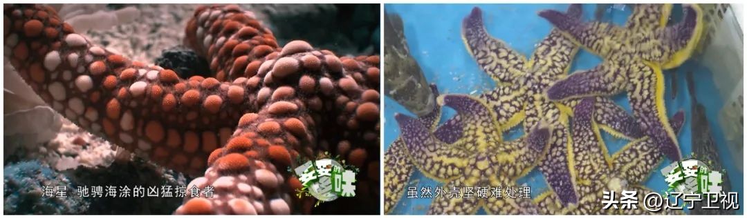 辽宁最独特的美,辽宁最暖家乡味