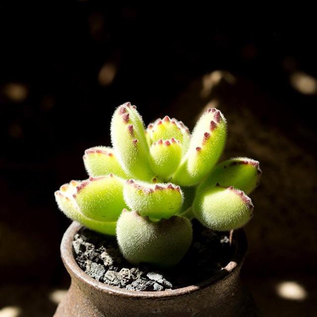 熊童子夏季3个月没浇水会怎样,熊童子一直不生根