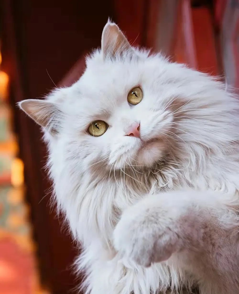 乾隆喜欢山东狮子猫吗,鸳鸯眼狮子猫乾隆