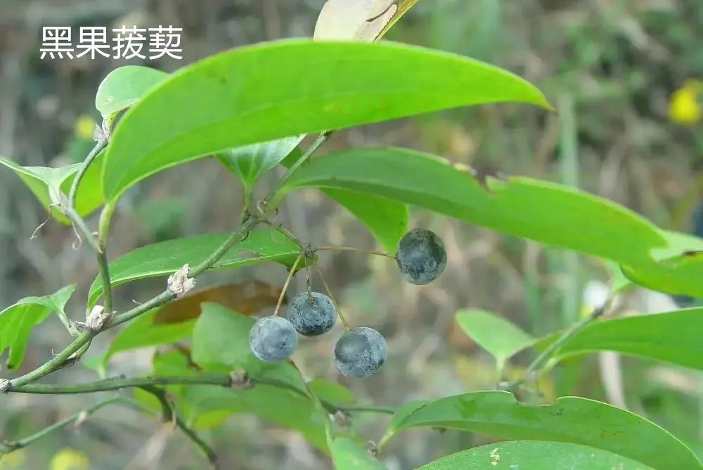 一物降一物,降服带下病,治腰腿痛,跌打损伤,闭经,妇科肿瘤