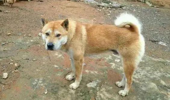 除了中华田园犬还有哪些是土狗,小型中华田园犬和土狗有什么区别