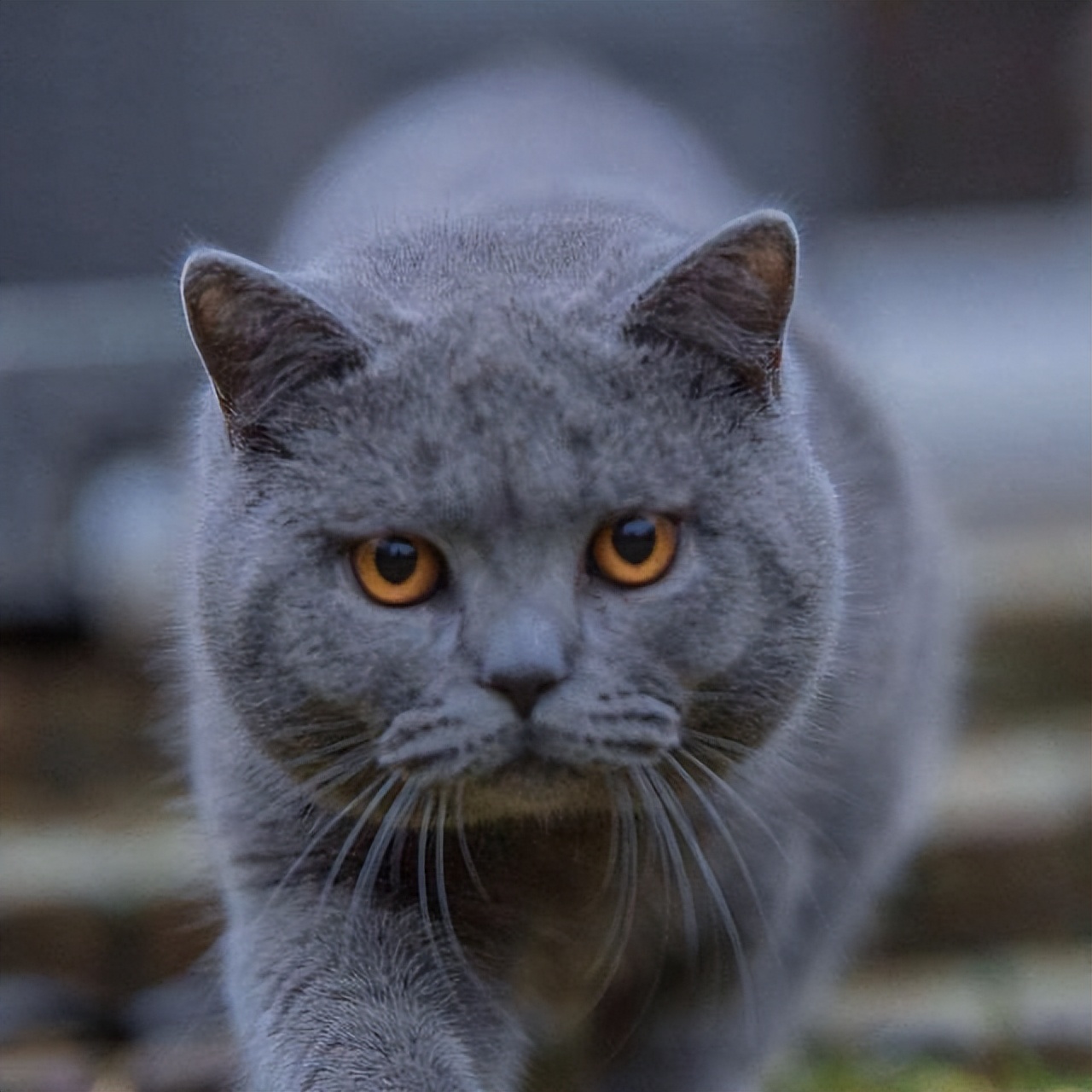 猫咪的寿命最多能活到多大呢,猫咪寿命排行榜之短命猫