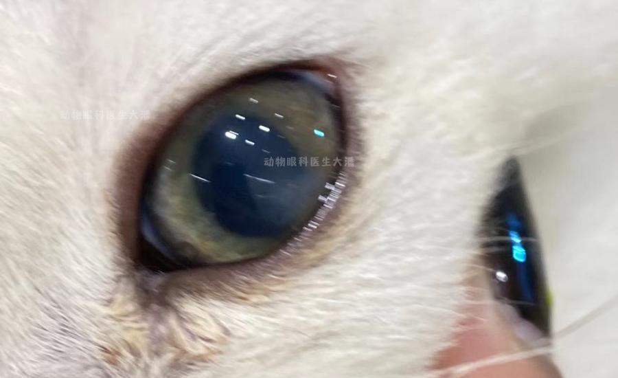 猫角膜穿孔用什么抗生素眼药水,猫角膜穿孔修复过程