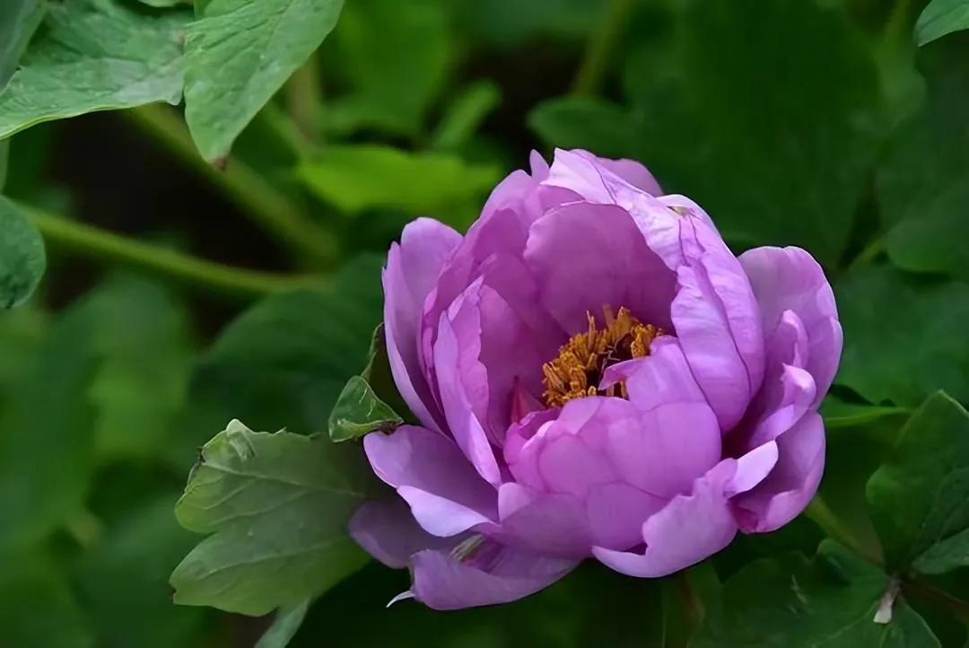 56岁大伯无意中说的一句话，结束了10年的搭伙婚姻