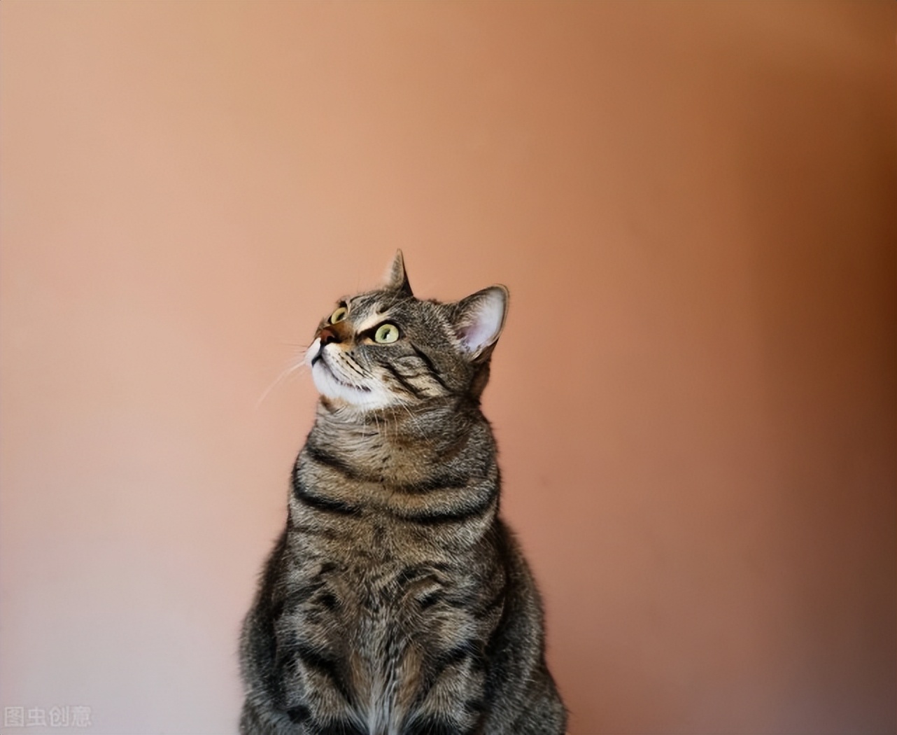 绝育后的公猫应该换绝育的猫粮吗,公猫绝育和不绝育下面啥样的