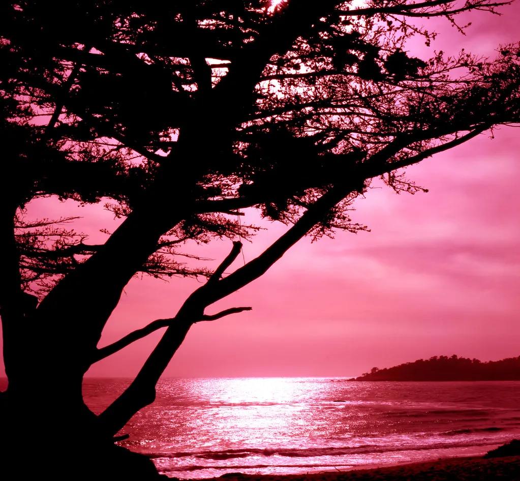 诗经陈风月出原文赏析,诗经陈风月出正确读音