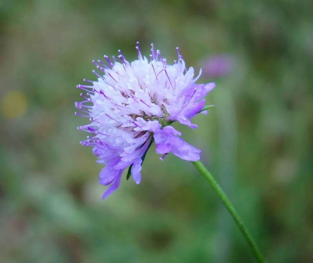 闀垮緱鍍忚冻鐞冧竴鏍风殑妞嶇墿,鍜岃冻鐞冩湁鍏崇殑妞嶇墿