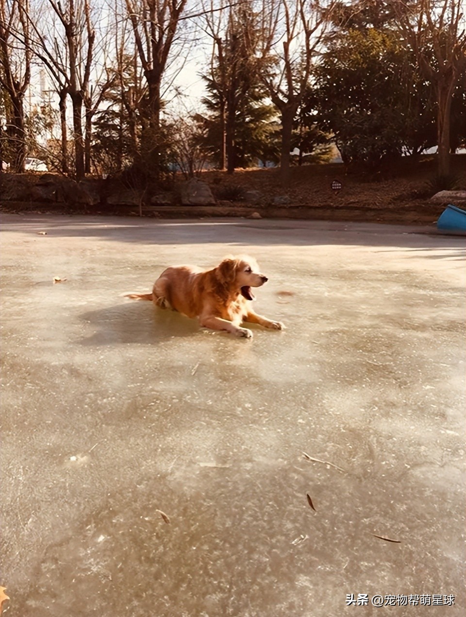 如果有一天，我的宠物不在了，怎么办？