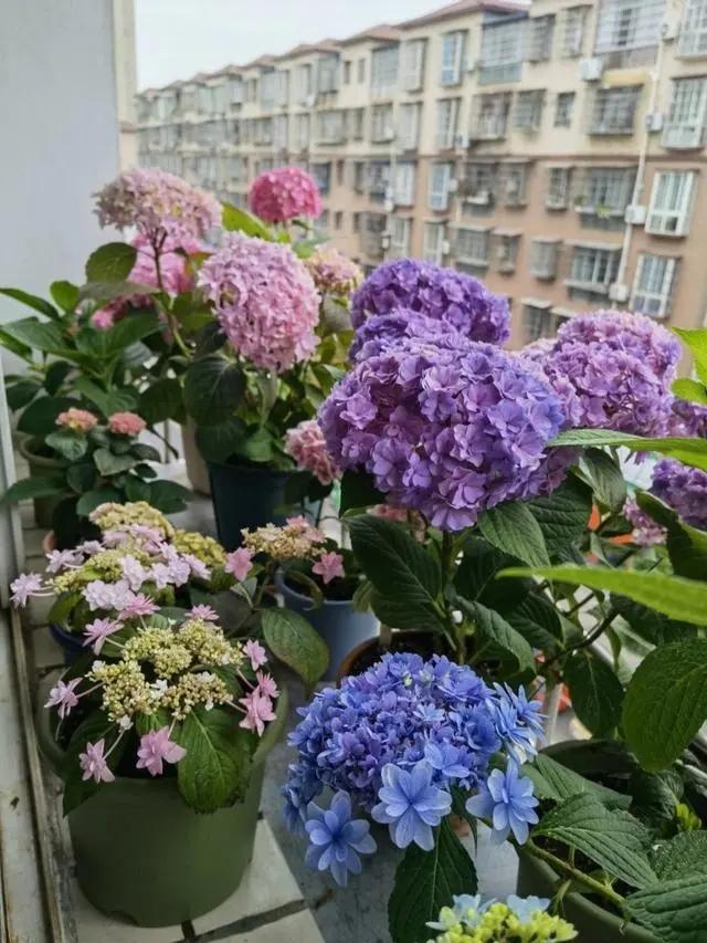 李小姐家的北阳台，一年到头美如画，只因她种了9种喜阴花，喜欢