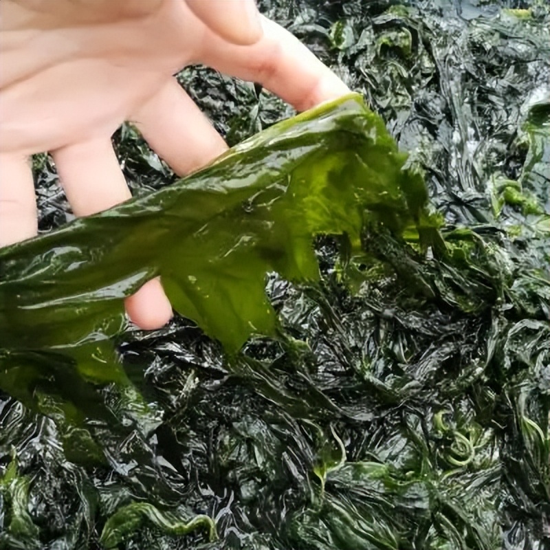 含钙高的海藻,含钙量最高且易被人体吸收的食物