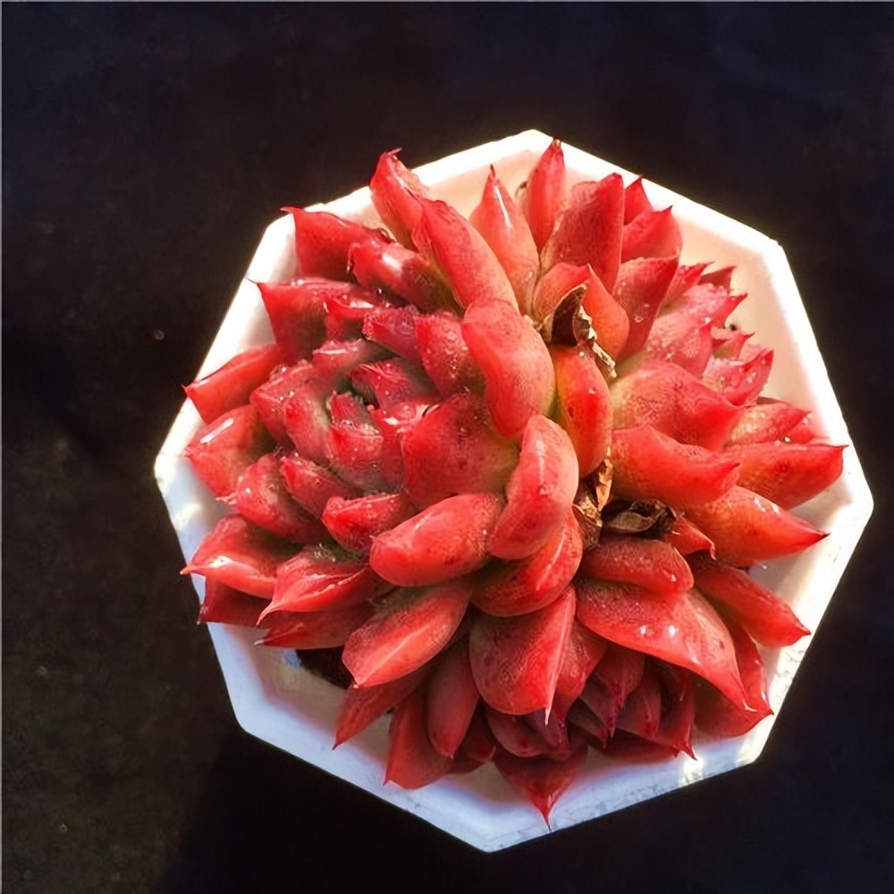 今年新多肉品种,新手值得入手的多肉排行榜