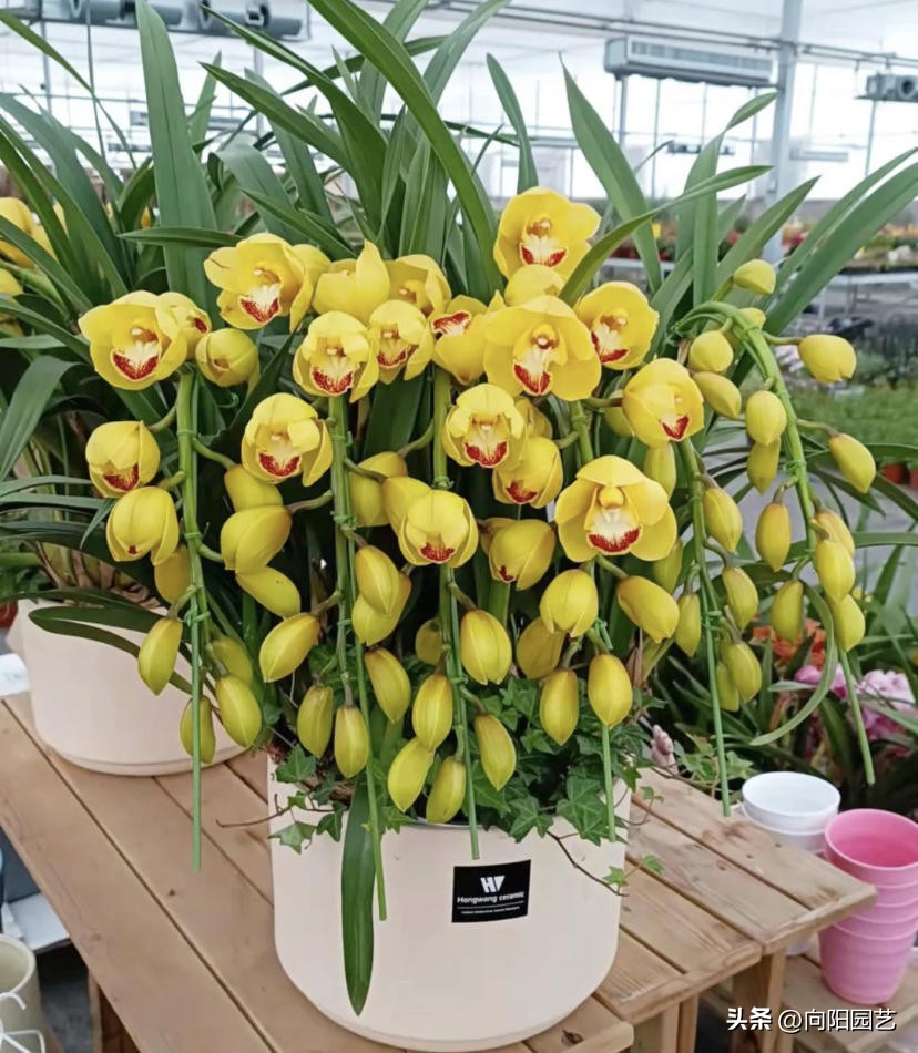 家里苹果果树盆栽,30块买的苹果盆栽