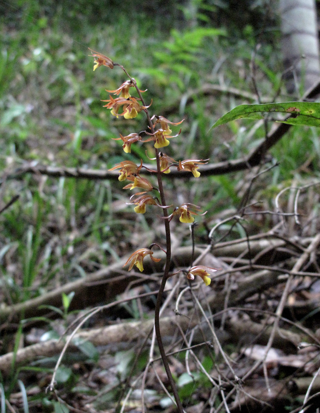 海曙龙观乡深山中首次发现珍稀兰科植物——浙江金线兰