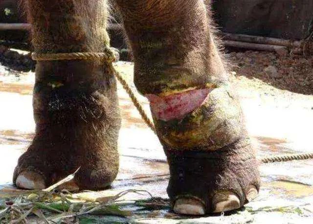 陈乔恩小象,陈乔恩拯救小象