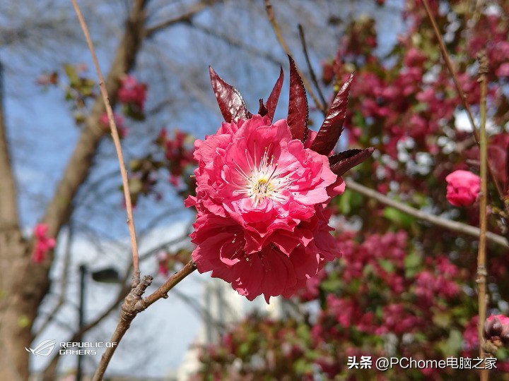 鑵捐rog7pro鍚冮浮娴嬭瘎,鑵捐娓告垙鎵嬫満rog7pro娴嬭瘎