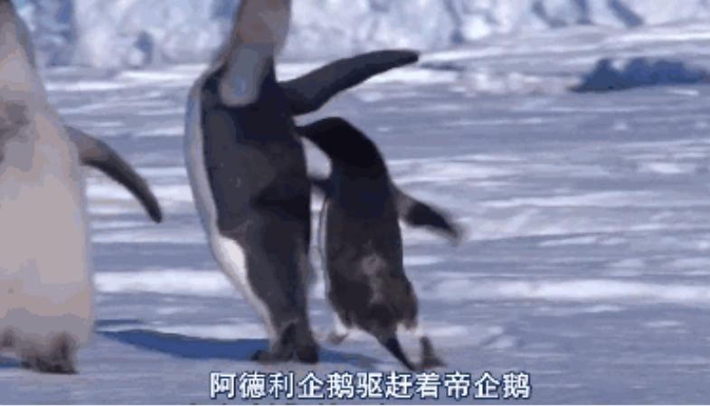 探险南极纯净世界里的可爱企鹅,南极旅游真正的企鹅