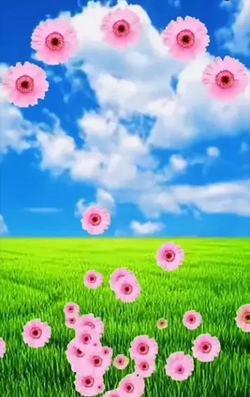 蓝天与花朵唯美图片,唯美阳光花朵图片