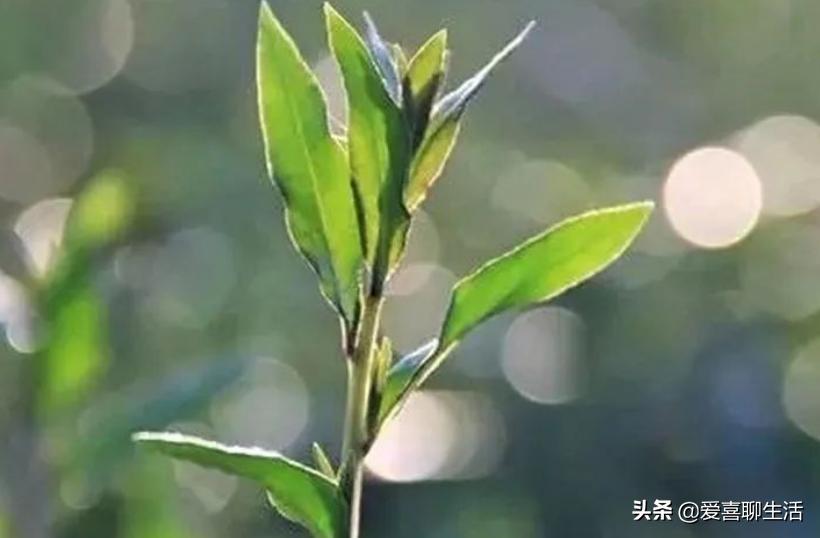 春天必吃这10种春菜,立春春菜