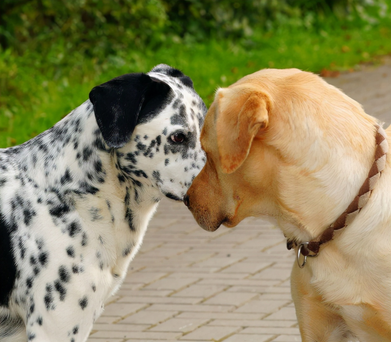 狗狗交配时，为何会发出“惨叫”呢？