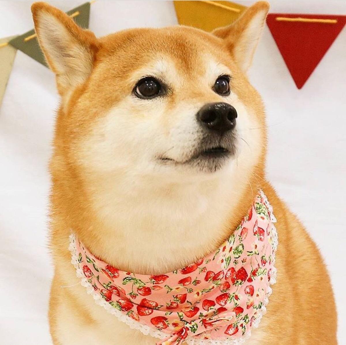 带你了解狗狗的个性养狗前必看,养狗首选这3种狗既便宜又好养