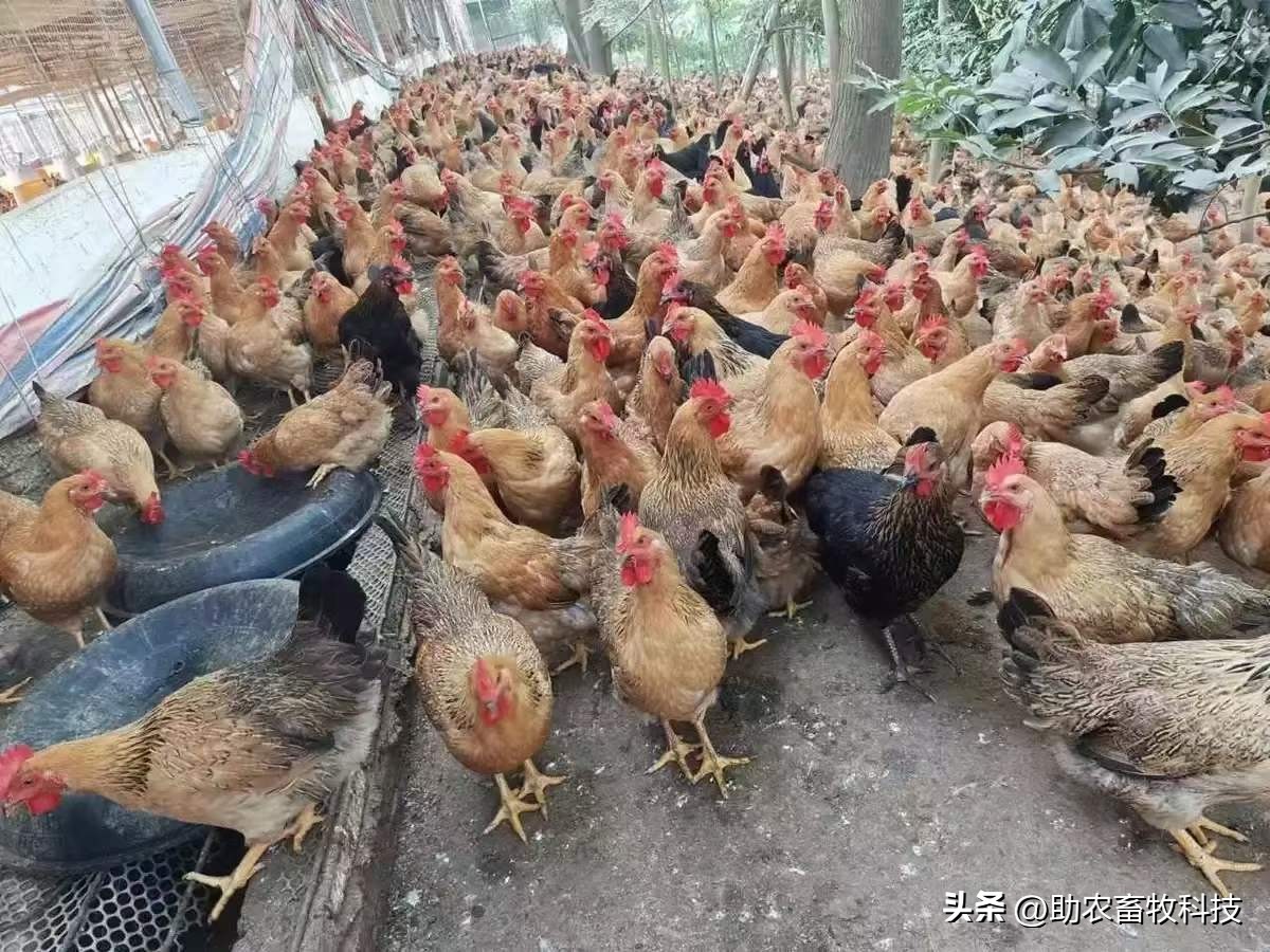 木薯渣喂猪饲料,发酵豆腐渣养鸡饲料