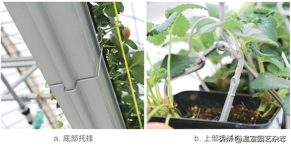 关注｜可升降的观光型草莓吊架，你见过吗？