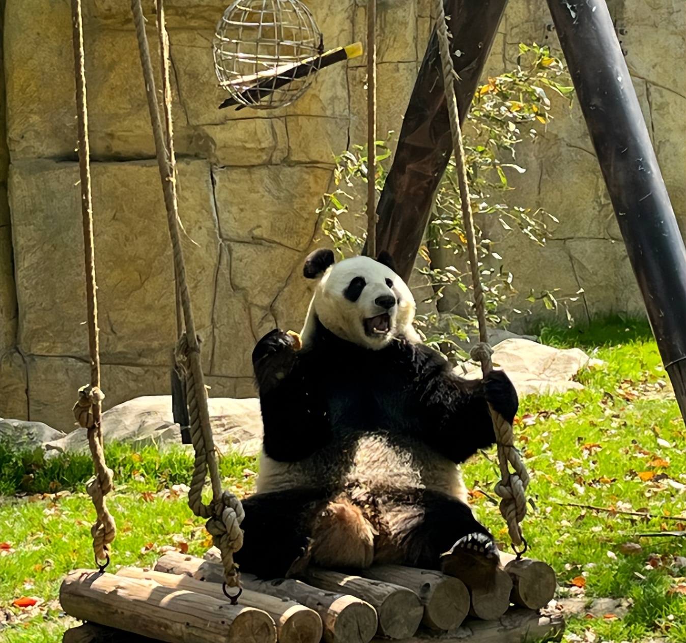 上海动物园一日游攻略,好玩不累的体验分享,附加避雷指南!