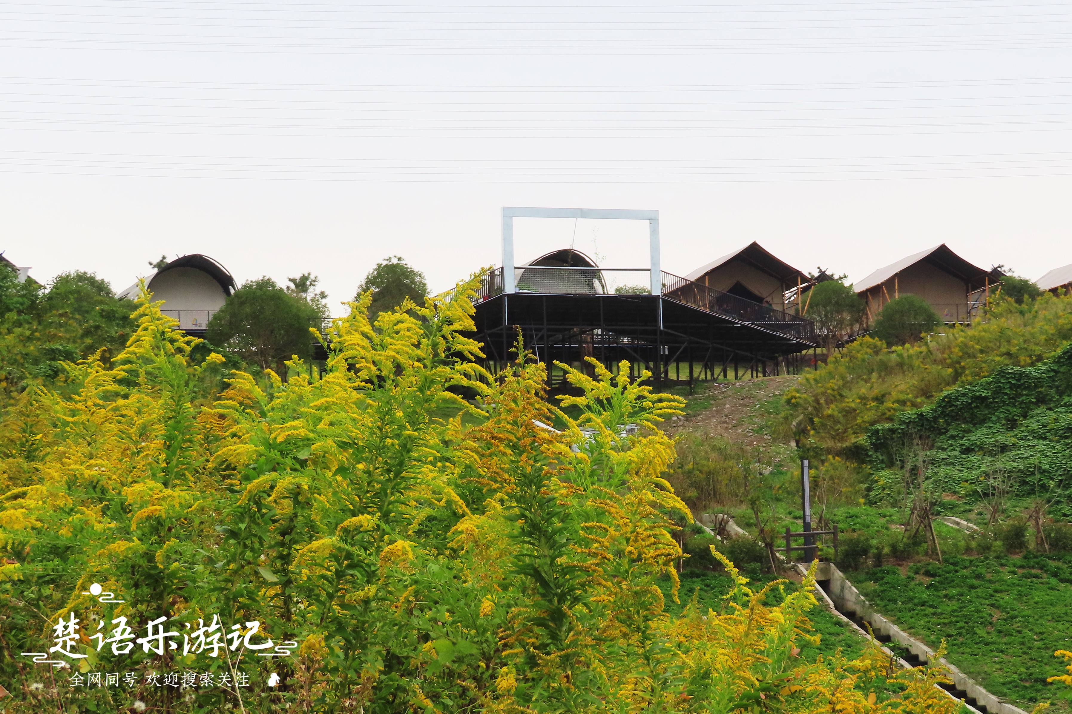 宁波附近粉黛花海,粉黛花海宁波