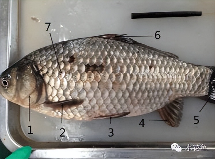 鱼的内部器官构造,鱼类的器官特征