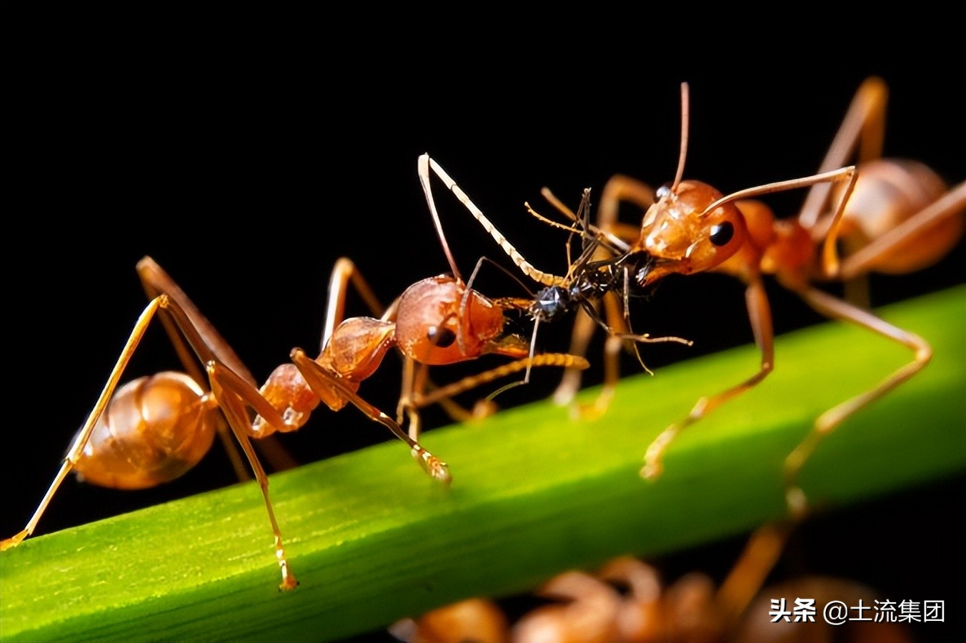 红火蚁的最大克星,红火蚁pk红火蚁克星