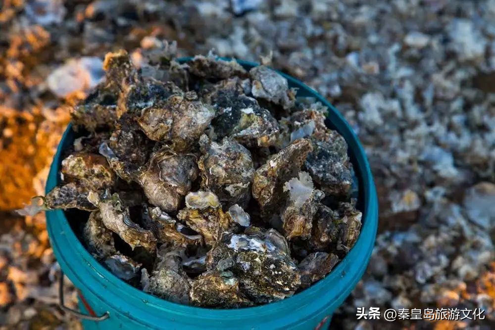 秦皇岛赶海海鲜都有什么,秦皇岛哪里可以赶海捉海鲜