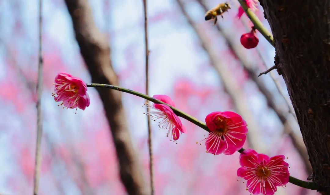 关于爱情的诗句诗词大全,关于爱情的古诗词名句大全