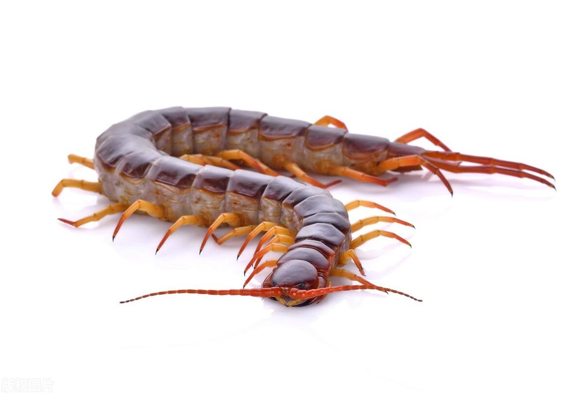 晚上睡觉怎么不让蜈蚣爬到身上,晚上蜈蚣爬上床该怎么预防