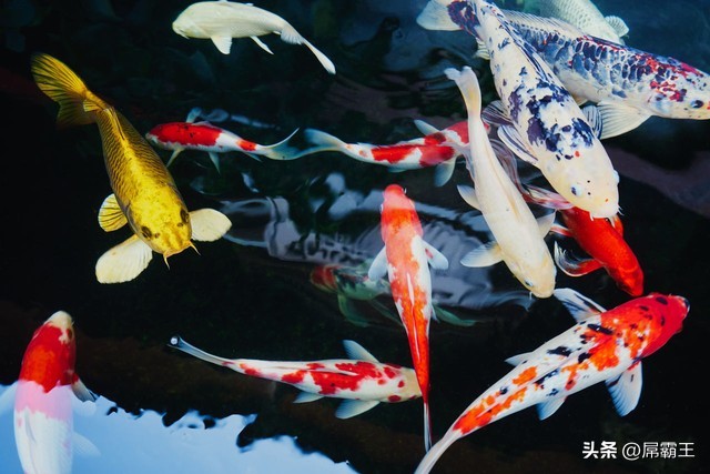 36岁的我开始创业,35岁开始养鱼养花