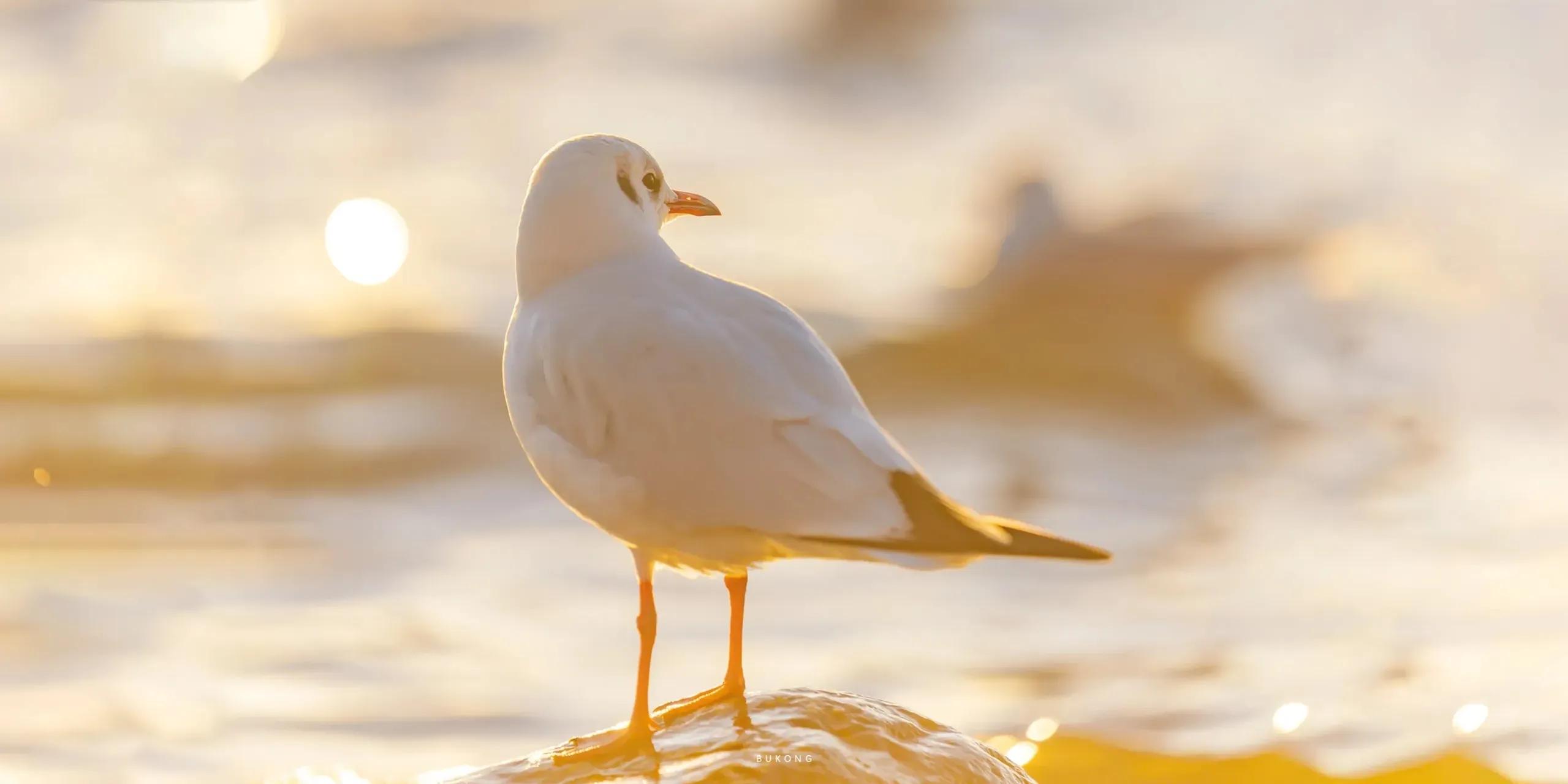 领导要走了离别的诗句,辞职时写给领导的诗句