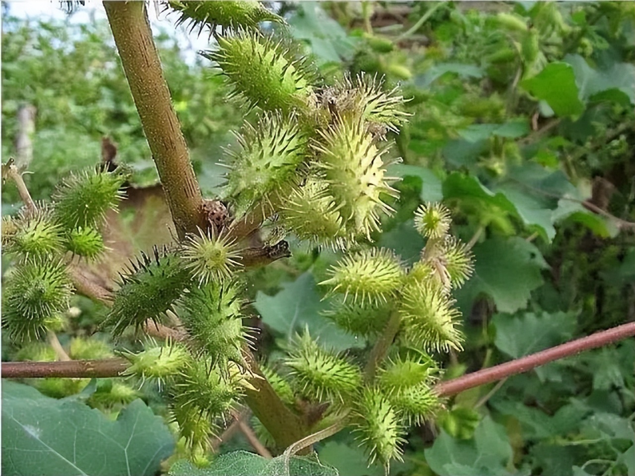 清朝末代太监孙耀庭挨板子,太监孙耀庭讲皇宫秘事