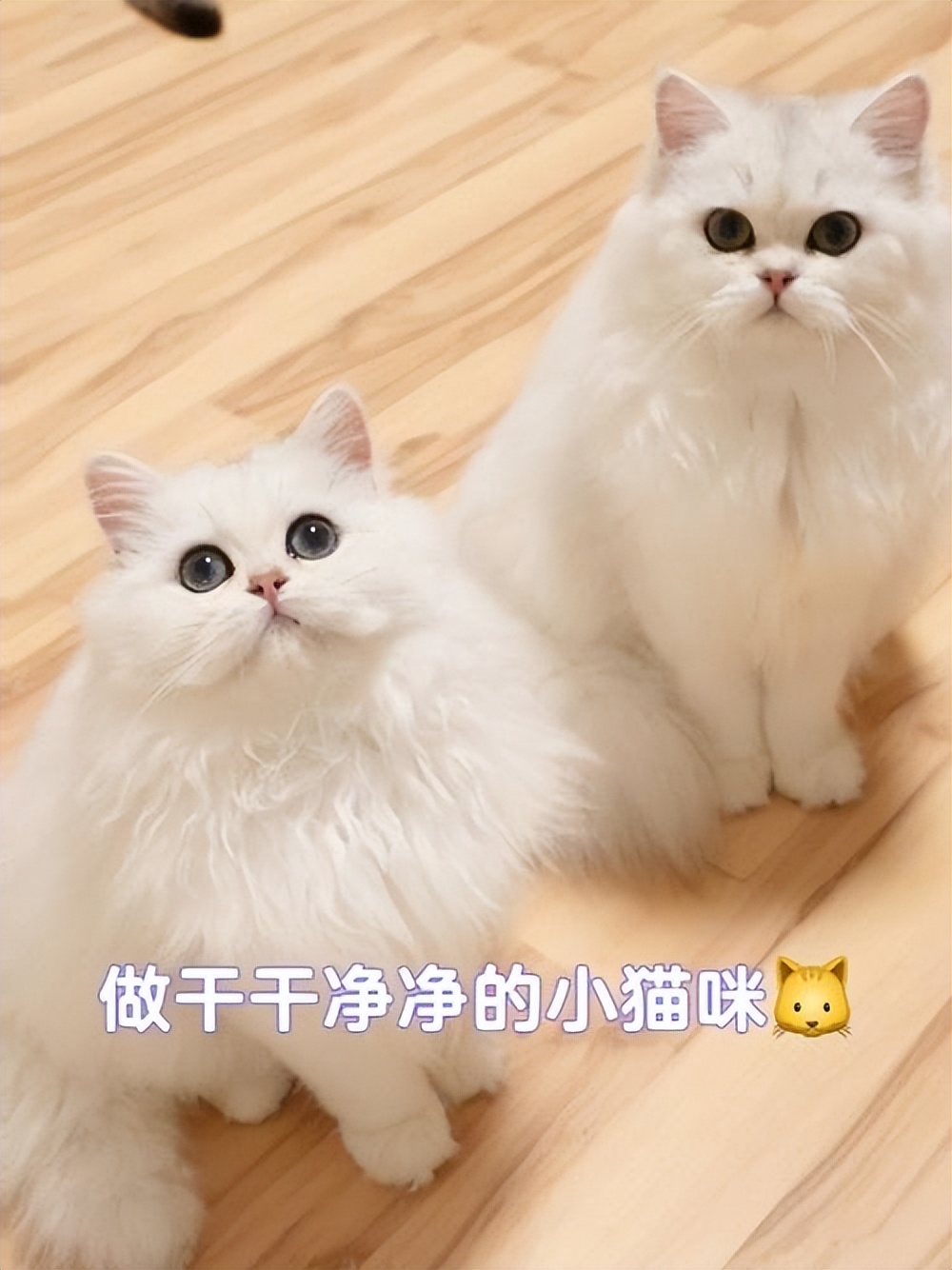 猫大便粘在毛上怎么解决,猫拉屎粘在地上怎么清理