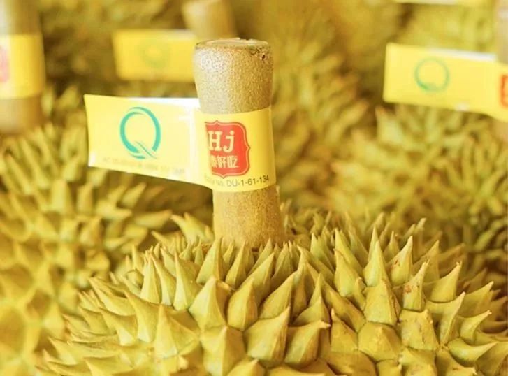 猕猴桃和榴莲哪个是水果之王,榴莲和车厘子都是水果界大咖