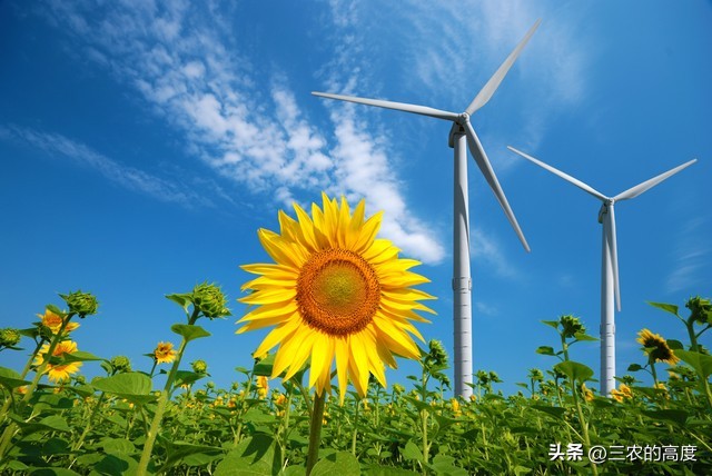 植物辨别方位还有其他方法吗,大自然怎么靠植物辨别方向