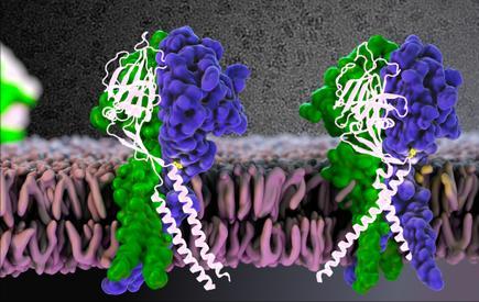 银离子浸渍海藻酸盐及其抗菌性能