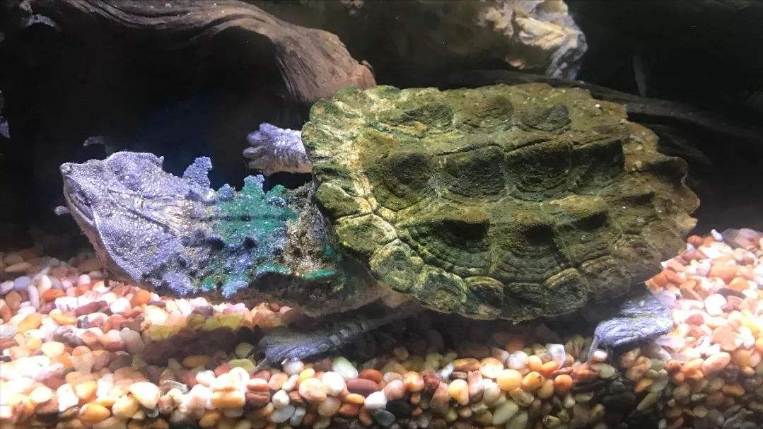 世上最萌的动物考拉,最懒的动物考拉